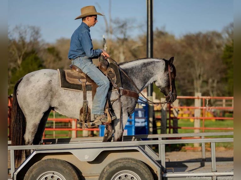 American Quarter Horse Giumenta 3 Anni 147 cm in Auburn, KY