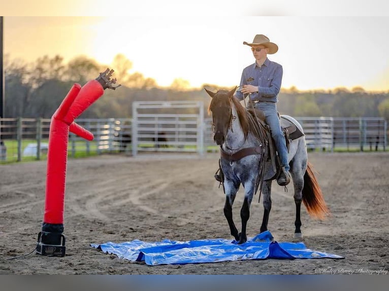 American Quarter Horse Giumenta 3 Anni 147 cm in Auburn, KY