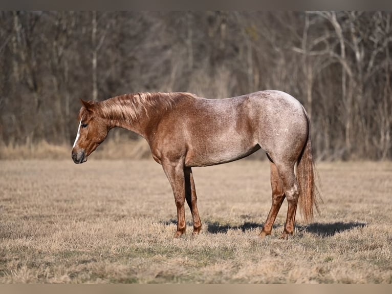 American Quarter Horse Giumenta 3 Anni 147 cm Roano rosso in Waco