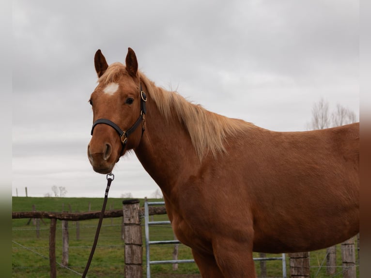 American Quarter Horse Giumenta 3 Anni 147 cm Sauro in Kappelen