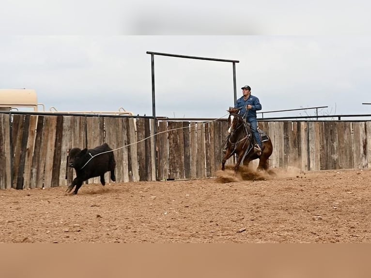 American Quarter Horse Giumenta 3 Anni 147 cm Sauro ciliegia in Waco, TX