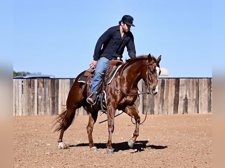 American Quarter Horse Giumenta 3 Anni 147 cm Sauro ciliegia in Waco, TX