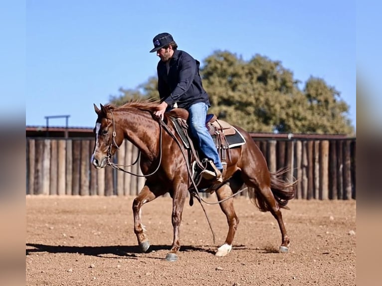 American Quarter Horse Giumenta 3 Anni 147 cm Sauro ciliegia in Waco, TX