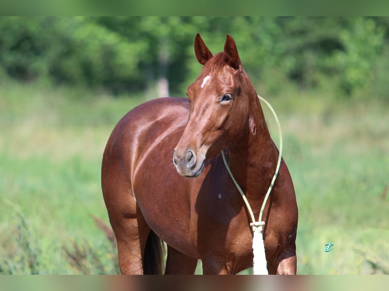 American Quarter Horse Giumenta 3 Anni 147 cm Sauro ciliegia in Carthage, TX