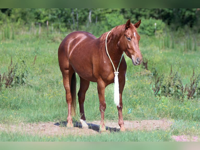 American Quarter Horse Giumenta 3 Anni 147 cm Sauro ciliegia in Carthage, TX