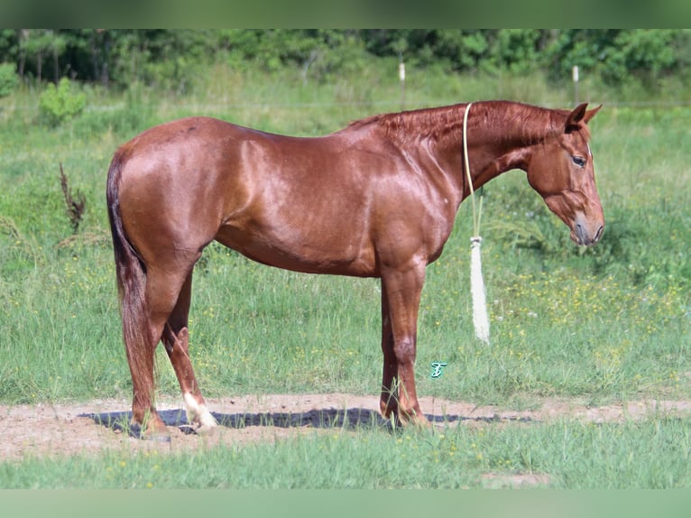 American Quarter Horse Giumenta 3 Anni 147 cm Sauro ciliegia in Carthage, TX