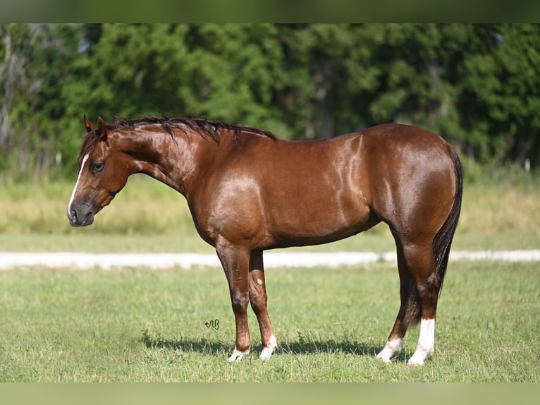 American Quarter Horse Giumenta 3 Anni 147 cm Sauro ciliegia in Waco