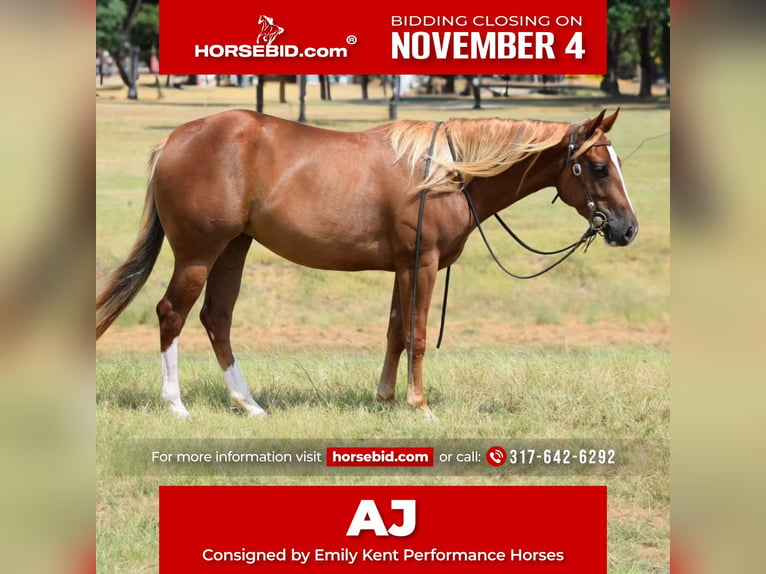 American Quarter Horse Giumenta 3 Anni 147 cm Sauro ciliegia in Jacksboro