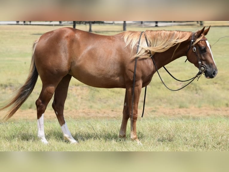 American Quarter Horse Giumenta 3 Anni 147 cm Sauro ciliegia in Jacksboro