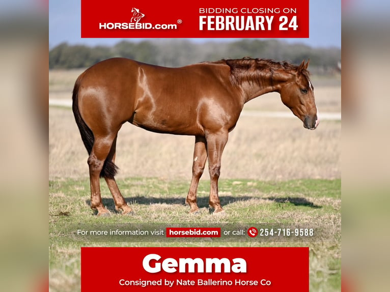 American Quarter Horse Giumenta 3 Anni 147 cm Sauro ciliegia in Waco, TX