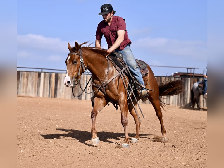 American Quarter Horse Giumenta 3 Anni 147 cm Sauro ciliegia in Waco, TX