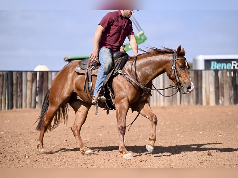 American Quarter Horse Giumenta 3 Anni 147 cm Sauro ciliegia in Waco, TX