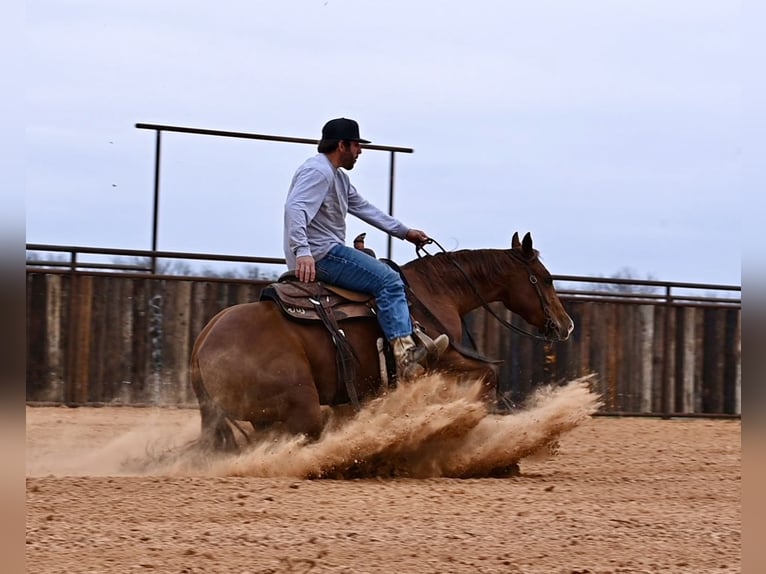 American Quarter Horse Giumenta 3 Anni 147 cm Sauro ciliegia in Waco, TX