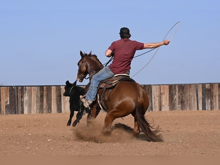 American Quarter Horse Giumenta 3 Anni 147 cm Sauro ciliegia in Waco, TX