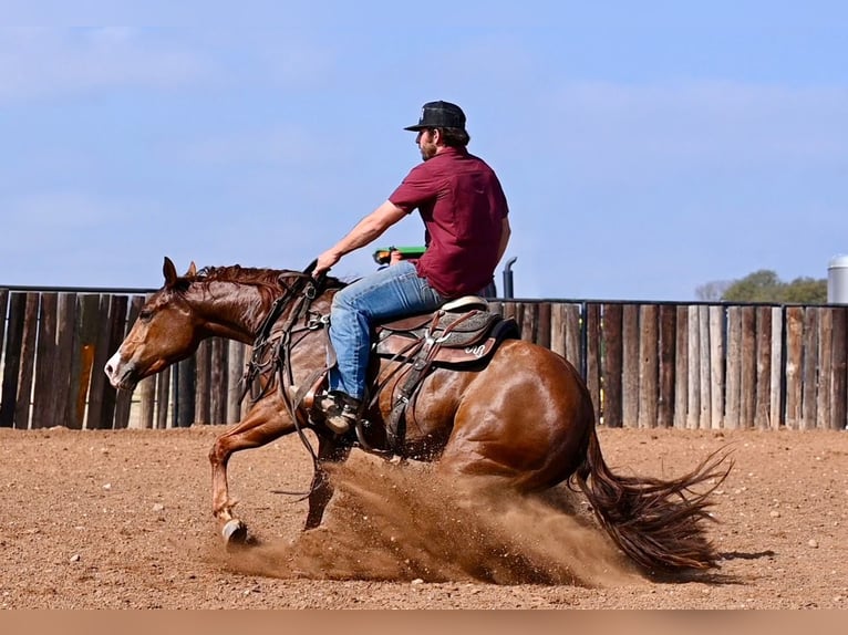 American Quarter Horse Giumenta 3 Anni 147 cm Sauro ciliegia in Waco, TX