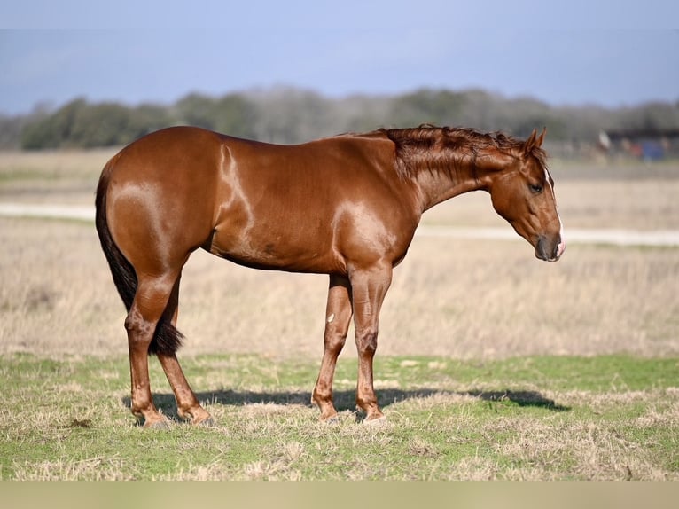 American Quarter Horse Giumenta 3 Anni 147 cm Sauro ciliegia in Waco, TX