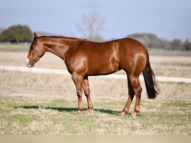 American Quarter Horse Giumenta 3 Anni 147 cm Sauro ciliegia in Waco, TX