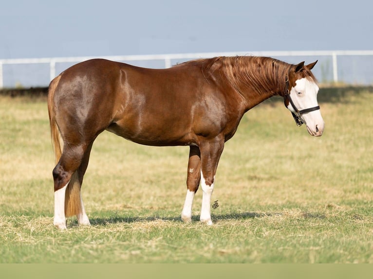 American Quarter Horse Giumenta 3 Anni 147 cm Sauro ciliegia in Wayne OK
