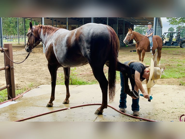 American Quarter Horse Giumenta 3 Anni 147 cm Sauro ciliegia in Bloomburg, TX