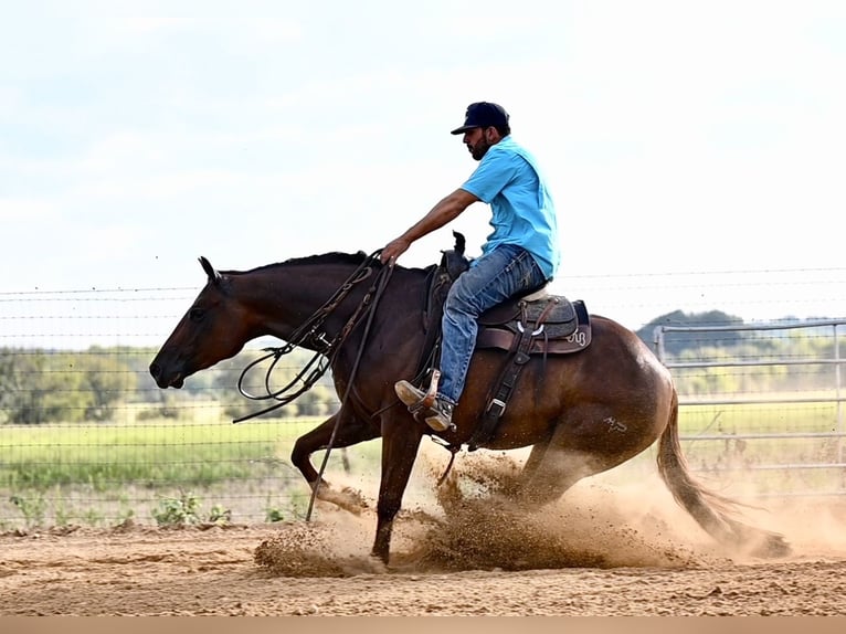 American Quarter Horse Giumenta 3 Anni 147 cm Sauro ciliegia in Waco, TX