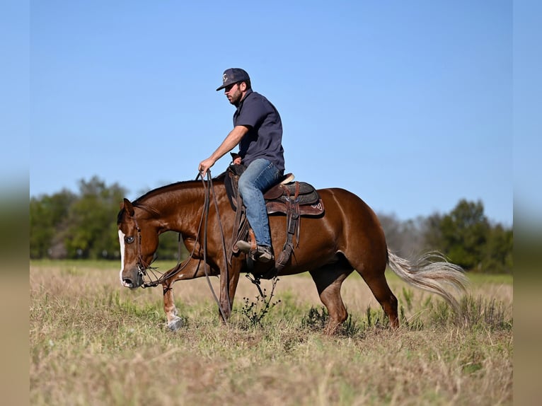 American Quarter Horse Giumenta 3 Anni 147 cm Sauro ciliegia in Waco, TX