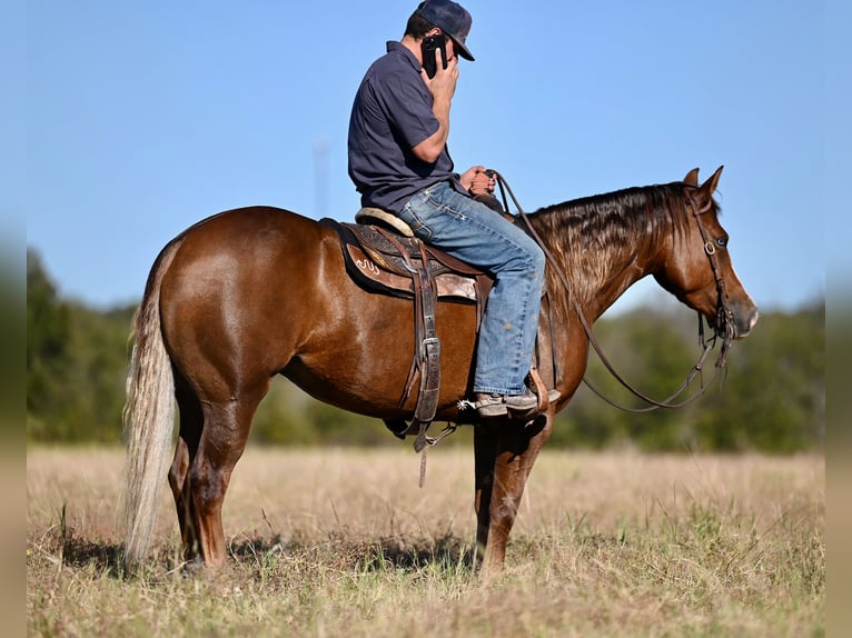 American Quarter Horse Giumenta 3 Anni 147 cm Sauro ciliegia in Waco, TX