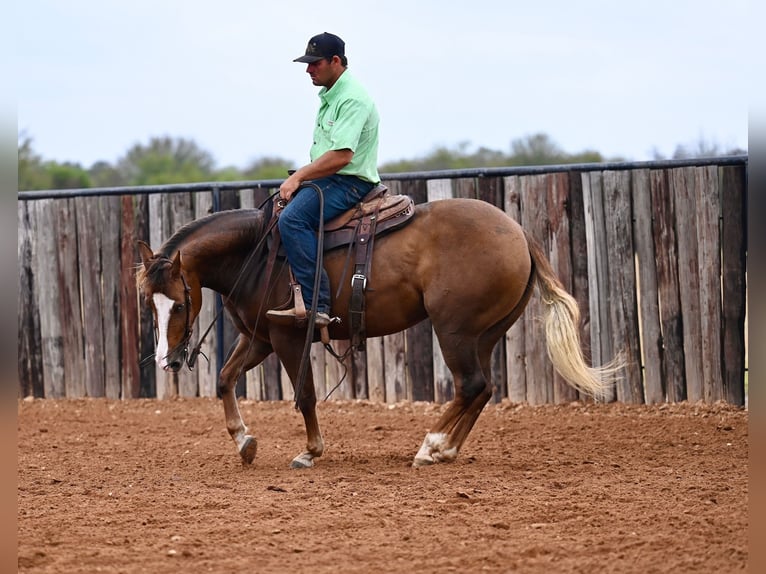 American Quarter Horse Giumenta 3 Anni 147 cm Sauro ciliegia in Waco, TX