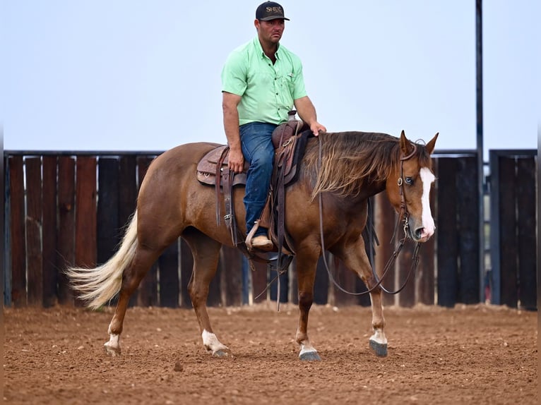 American Quarter Horse Giumenta 3 Anni 147 cm Sauro ciliegia in Waco, TX