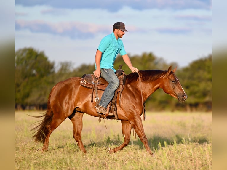 American Quarter Horse Giumenta 3 Anni 147 cm Sauro ciliegia in Waco, TX