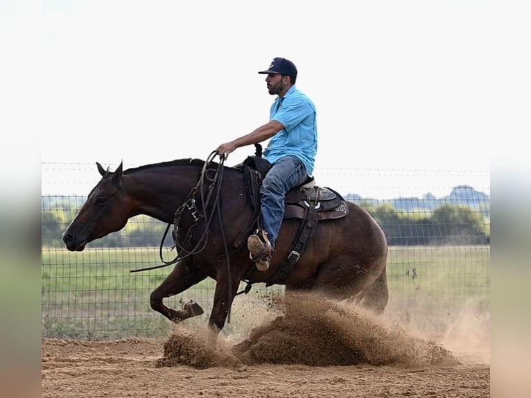 American Quarter Horse Giumenta 3 Anni 147 cm Sauro ciliegia in Waco, TX