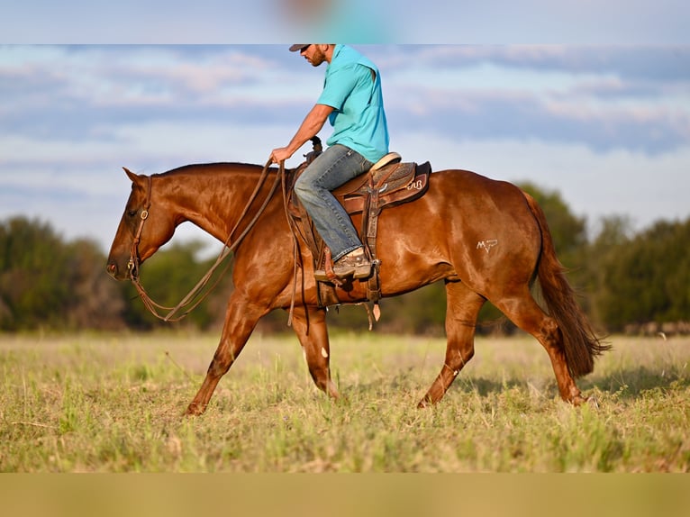 American Quarter Horse Giumenta 3 Anni 147 cm Sauro ciliegia in Waco, TX