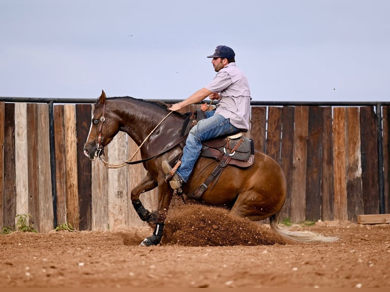 American Quarter Horse Giumenta 3 Anni 147 cm Sauro ciliegia in Waco, TX