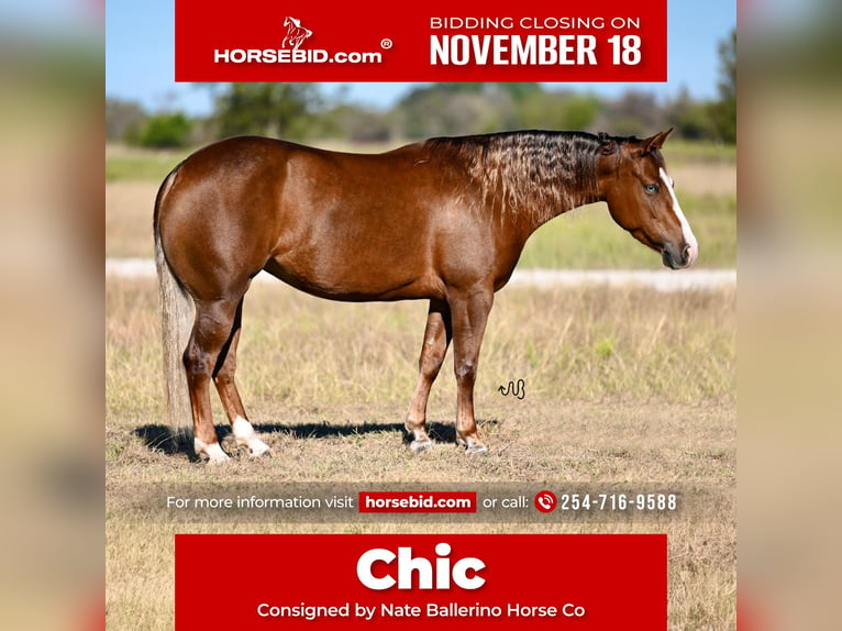 American Quarter Horse Giumenta 3 Anni 147 cm Sauro ciliegia in Waco, TX