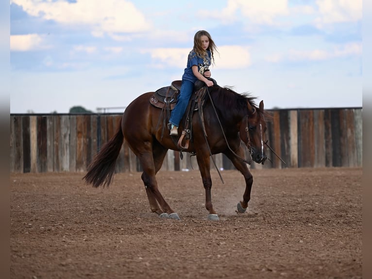 American Quarter Horse Giumenta 3 Anni 147 cm Sauro ciliegia in Waco, TX