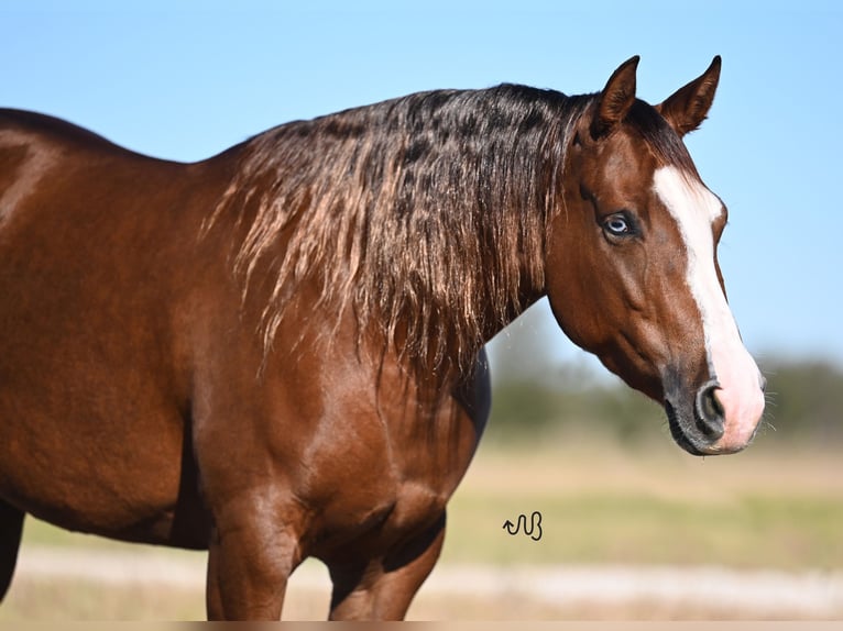 American Quarter Horse Giumenta 3 Anni 147 cm Sauro ciliegia in Waco, TX