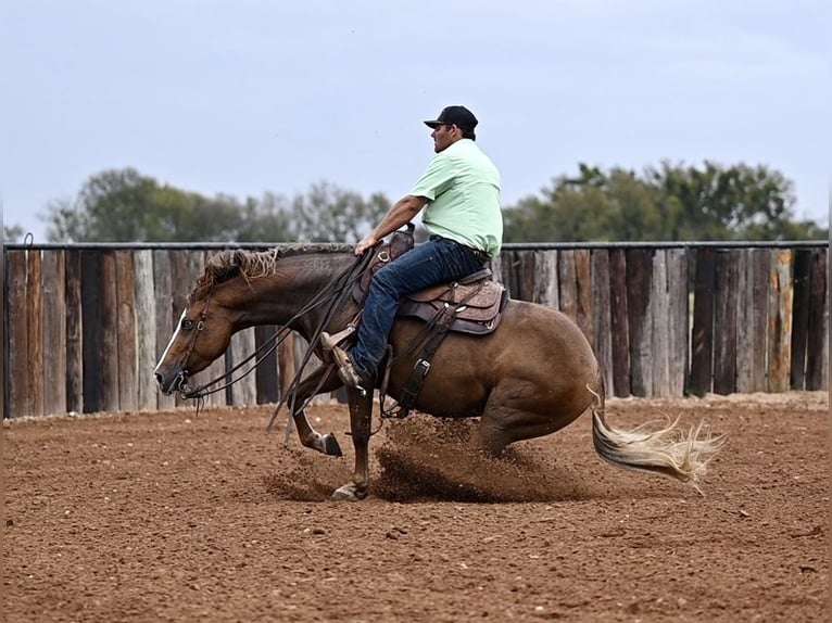 American Quarter Horse Giumenta 3 Anni 147 cm Sauro ciliegia in Waco, TX