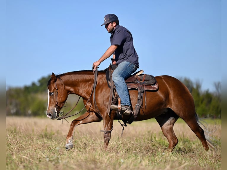 American Quarter Horse Giumenta 3 Anni 147 cm Sauro ciliegia in Waco, TX