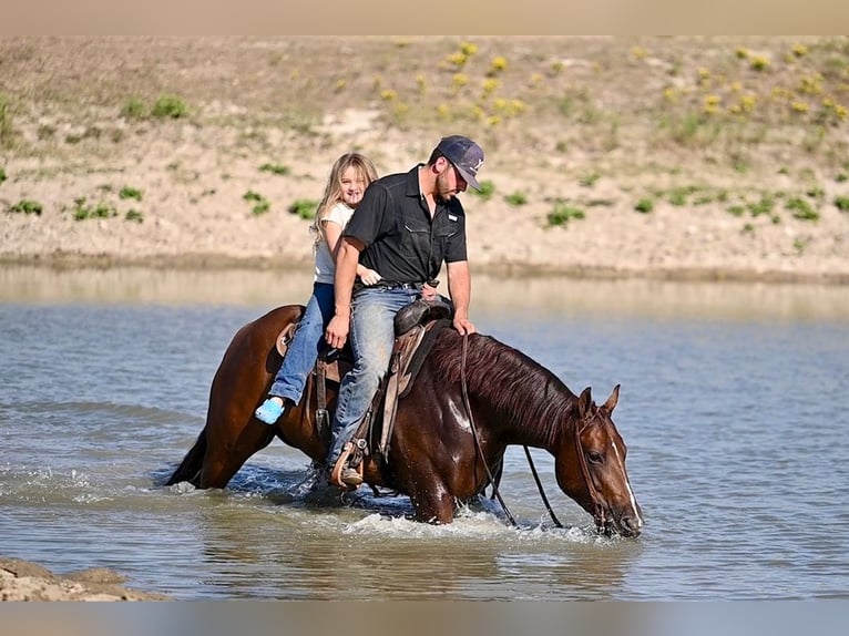 American Quarter Horse Giumenta 3 Anni 147 cm Sauro ciliegia in Waco, TX