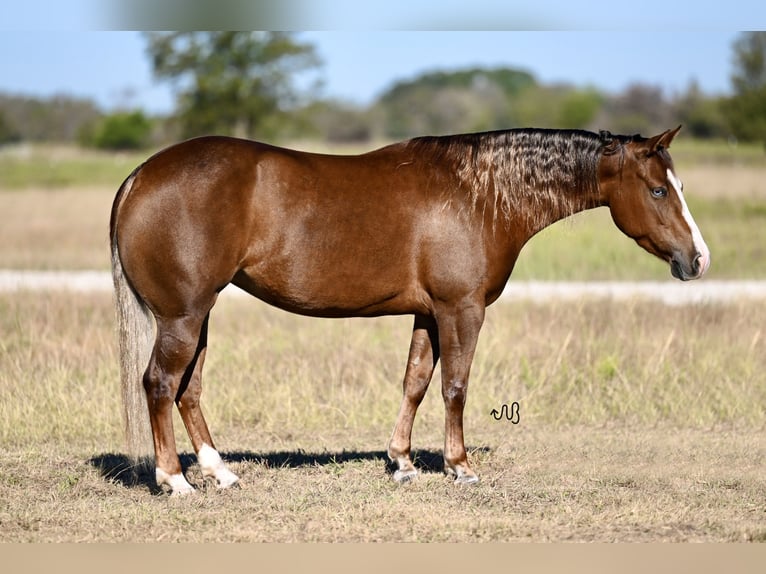 American Quarter Horse Giumenta 3 Anni 147 cm Sauro ciliegia in Waco, TX