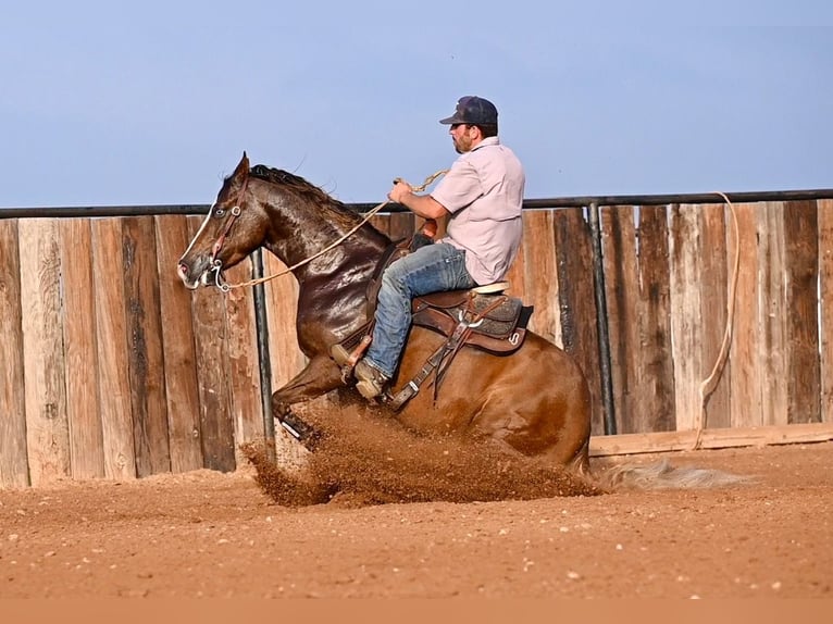 American Quarter Horse Giumenta 3 Anni 147 cm Sauro ciliegia in Waco, TX