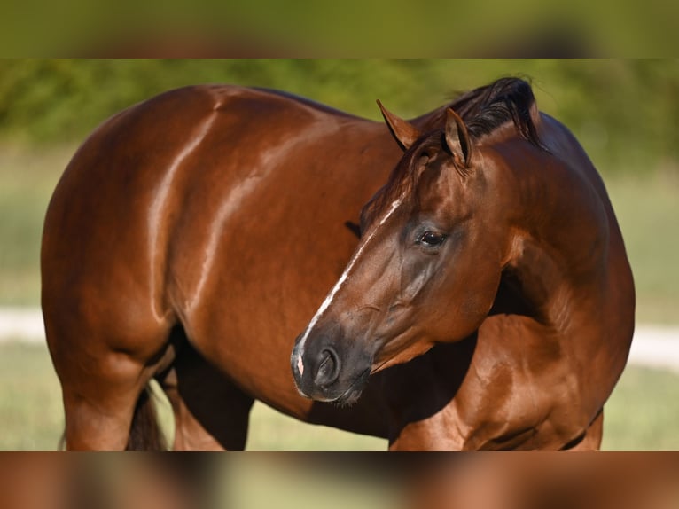 American Quarter Horse Giumenta 3 Anni 147 cm Sauro ciliegia in Waco, TX