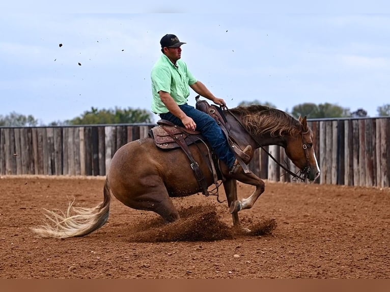 American Quarter Horse Giumenta 3 Anni 147 cm Sauro ciliegia in Waco, TX