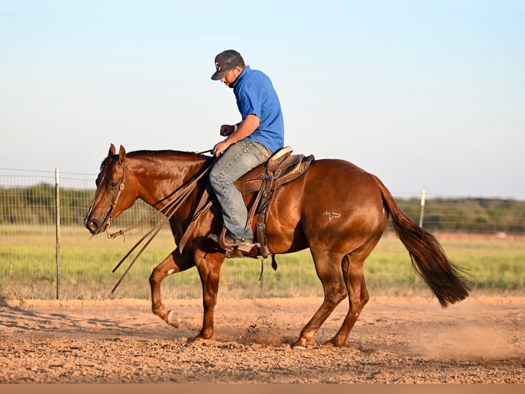 American Quarter Horse Giumenta 3 Anni 147 cm Sauro ciliegia in Waco, TX