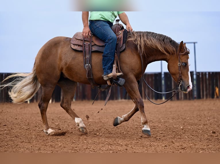 American Quarter Horse Giumenta 3 Anni 147 cm Sauro ciliegia in Waco, TX