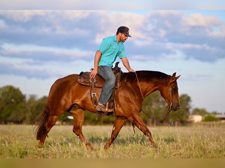 American Quarter Horse Giumenta 3 Anni 147 cm Sauro ciliegia in Waco, TX