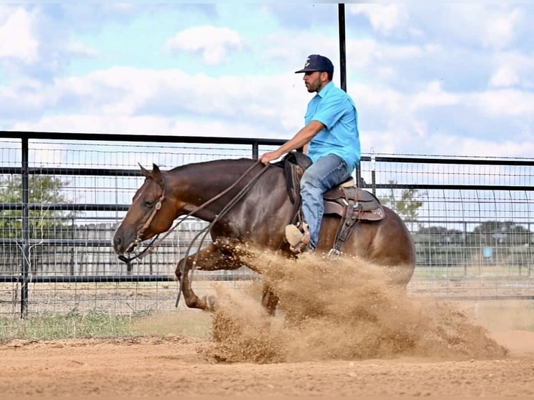 American Quarter Horse Giumenta 3 Anni 147 cm Sauro ciliegia in Waco, TX