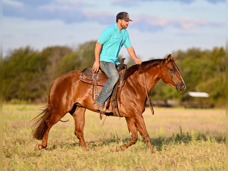 American Quarter Horse Giumenta 3 Anni 147 cm Sauro ciliegia in Waco, TX