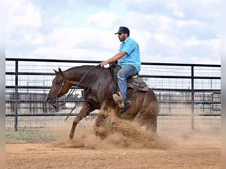 American Quarter Horse Giumenta 3 Anni 147 cm Sauro ciliegia in Waco, TX