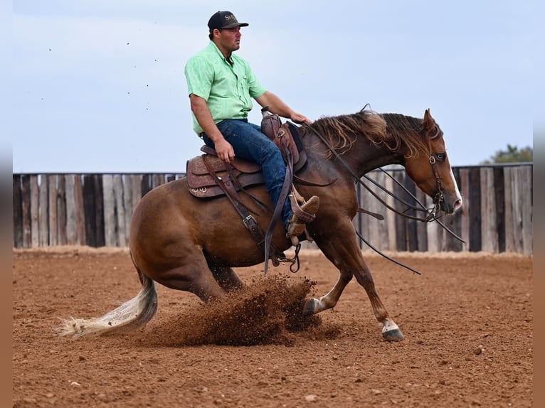 American Quarter Horse Giumenta 3 Anni 147 cm Sauro ciliegia in Waco, TX