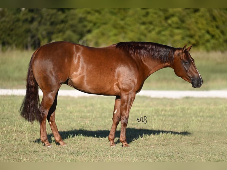 American Quarter Horse Giumenta 3 Anni 147 cm Sauro ciliegia in Waco, TX